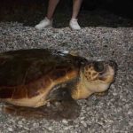 Sahillerin diğer sahipleri dev caretta caretta