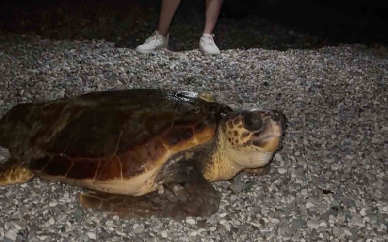 Sahillerin diğer sahipleri dev caretta caretta
