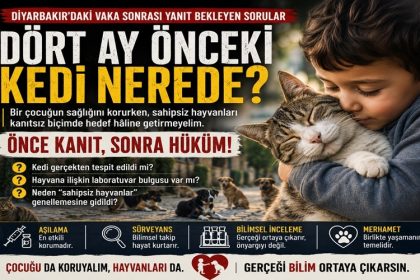 Dört Ay Önceki Kedi Nerede?