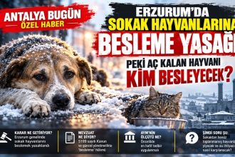 Erzurum’da Sokak Hayvanlarına Besleme Yasağı: Peki Aç Kalan Hayvanı Kim Besleyecek?