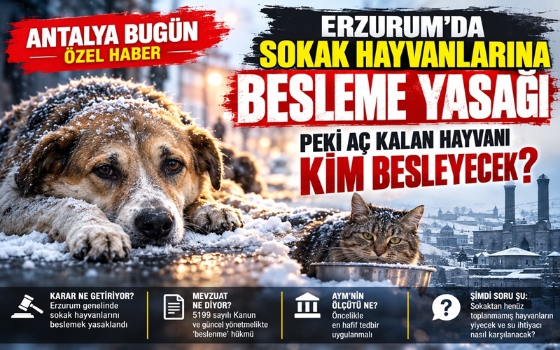 Erzurum’da Sokak Hayvanlarına Besleme Yasağı: Peki Aç Kalan Hayvanı Kim Besleyecek?